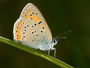 Fototapeta na wymiar Motyl na ostrze trawy.