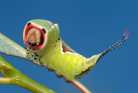 Caterpillar Butterfly On A Bush.