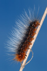 Hairy caterpillar