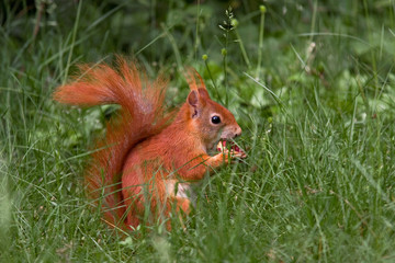 Eichhörnchen © Alexander Erdbeer