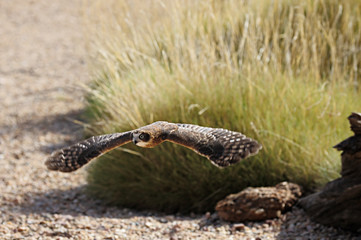 Neuseeland Kuckuckskauz