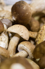 porcini