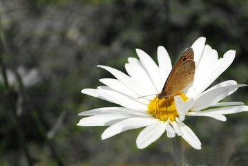 papillon
