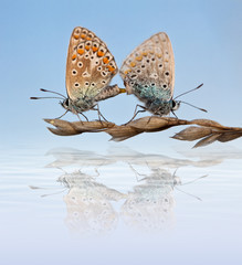 papillon azuré reproduction insecte été printemps organe reprodu