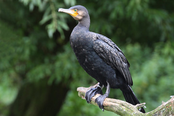 Kormoran