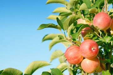 Ripe red apples on branch