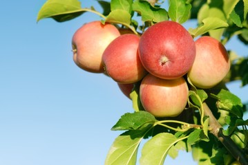 Ripe red apples on branch