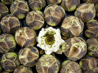 Fototapeta na wymiar revealed bud of a white lotus