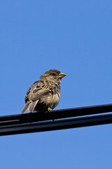 Sparrow