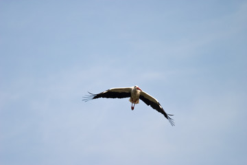wild bird