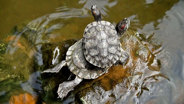 Couple Turtle on rock