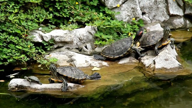 Four Turtle on rock