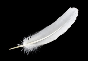 big white feather - 17687836