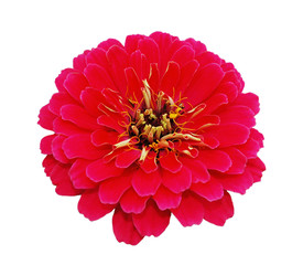 Blume