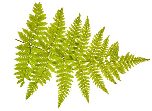 green fern branch on white
