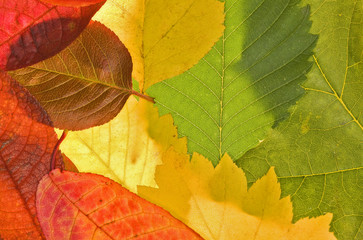 color autumn leaf background