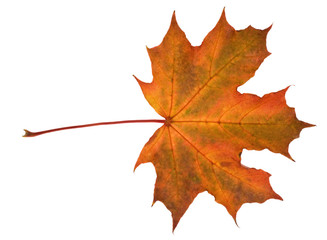 red fall maple leaf