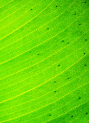 Green leaf texture