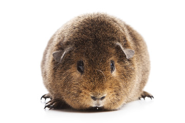 Cavy isolated on white background