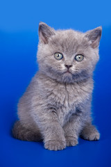 British kitten on white background