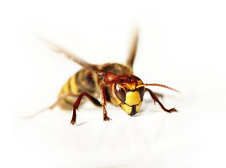 Fototapeta premium giant hornet