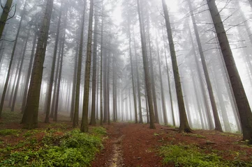 Fotobehang conifer forest in fog © siloto