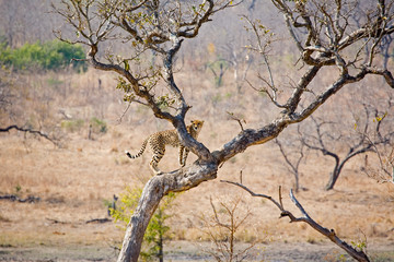Fototapeta na wymiar Cheetah wspinania się na drzewo w Afryce Południowej