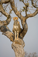 Cheetah sitting in tree in South Africa