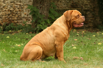 dogue de Bordeaux assis de profil