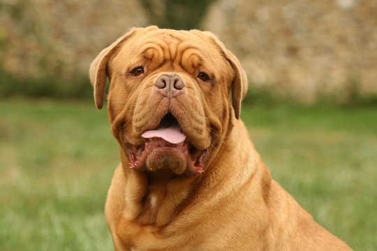 portrait de face d'un dogue de Bordeaux &agrave; l'air dubitatif