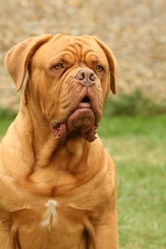 t&ecirc;te de dogue de Bordeaux &agrave; l'air s&eacute;rieux