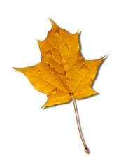 yellow autumnal maple leaf isolated on white background