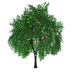 Isolated maple tree