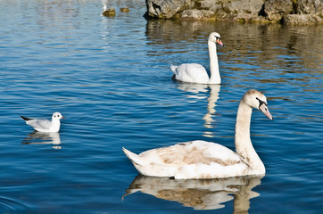 Family of swans