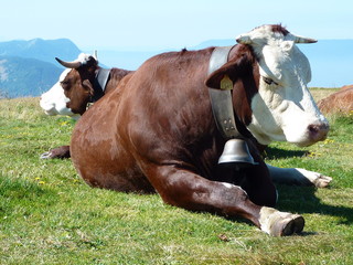 vache