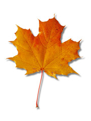 beautiful colorful autumnal maple leaf