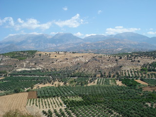 Fototapeta na wymiar Olive groves