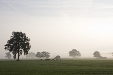 nebel in bayern