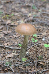 Closeup of a mushroom – rough boletus (in the forest)