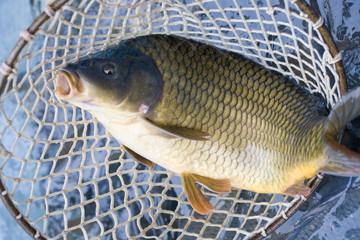 Christmas carp (Czech Christmas tradition)