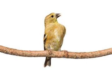 immature american golfinch calls out while perched on a branch