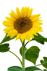 the stalk of a sunflower in full bloom