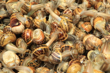 Préparation d'escargots..