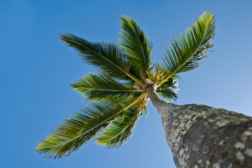 The big palm tree