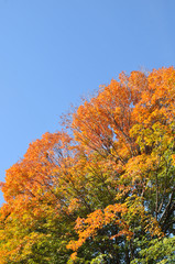 Fall leaves gradation.