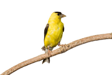 american goldfinch profiles his yellow plumage - obrazy, fototapety, plakaty