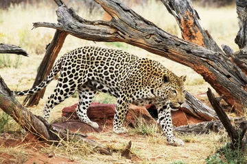 Deurstickers Leopard © Galyna Andrushko