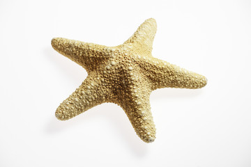 Seestern starfish