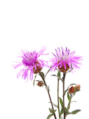 Cornflower against white