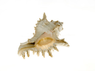 Rare sea shell isolated on white background